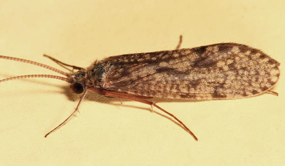 Phylocentropus placidus