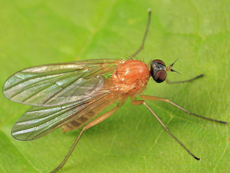 Oreogeton sp. (female)