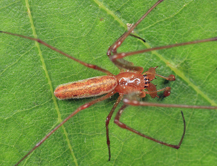 Tetragnatha versicolor (male)