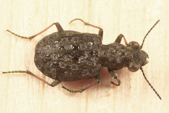 Elaphrus californicus