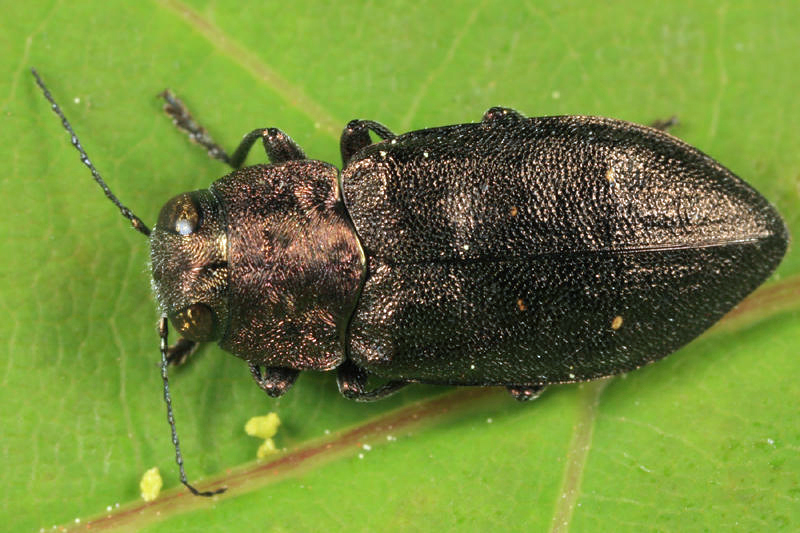 Phaenops drummondi