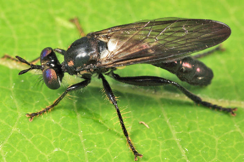 Eudioctria albius (male)