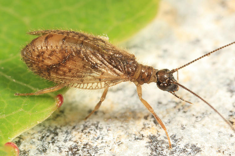 Psectra diptera