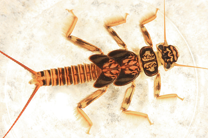 Paragnetina immarginata
