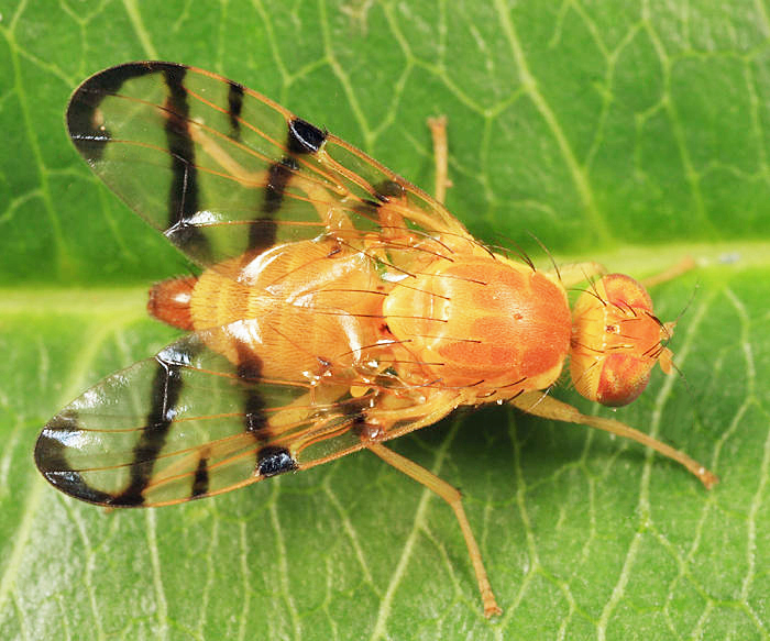 Rose Hip Fly - Rhagoletis basiola