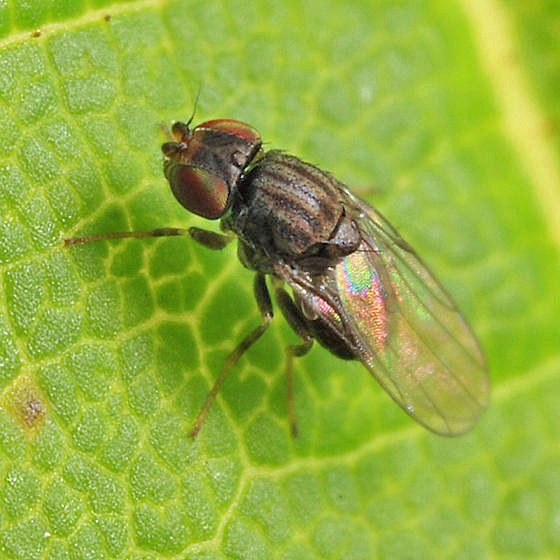 Olcella sp.