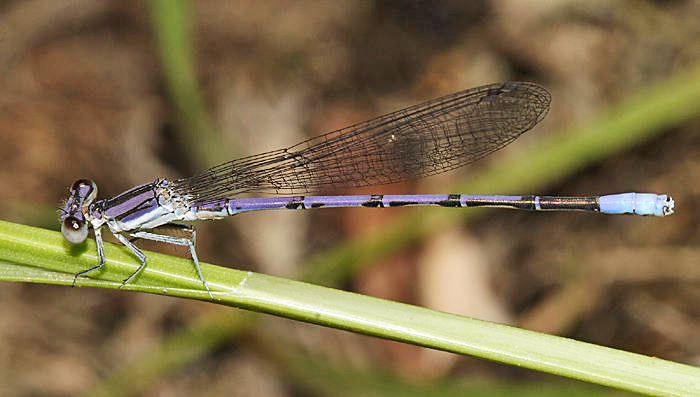 Lavender Dancer - Argia hinei