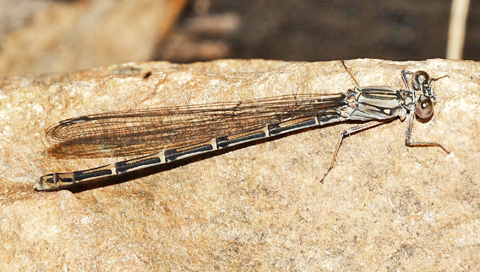 Sooty Dancer - Argia lugens