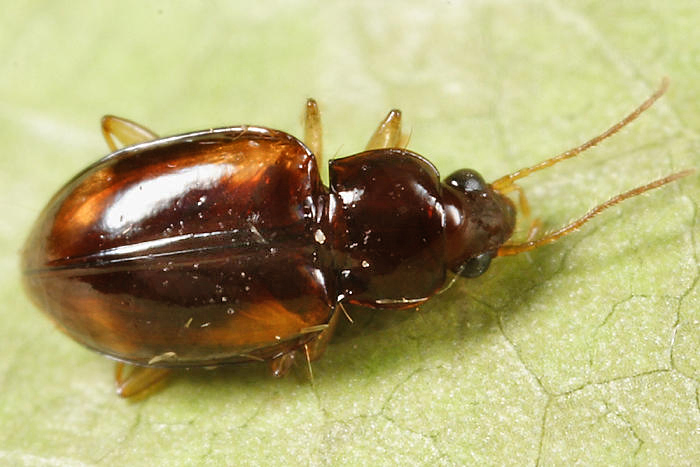 Elaphropus obesulus