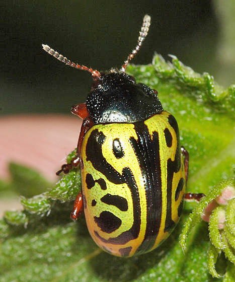 Calligrapha serpentina