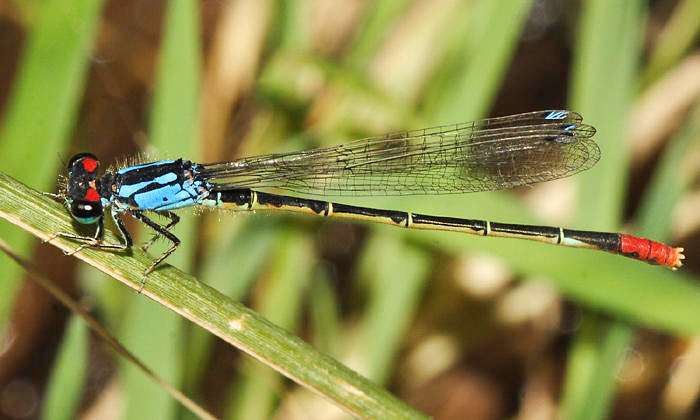 Painted Damsel - Hesperagrion heterodoxum