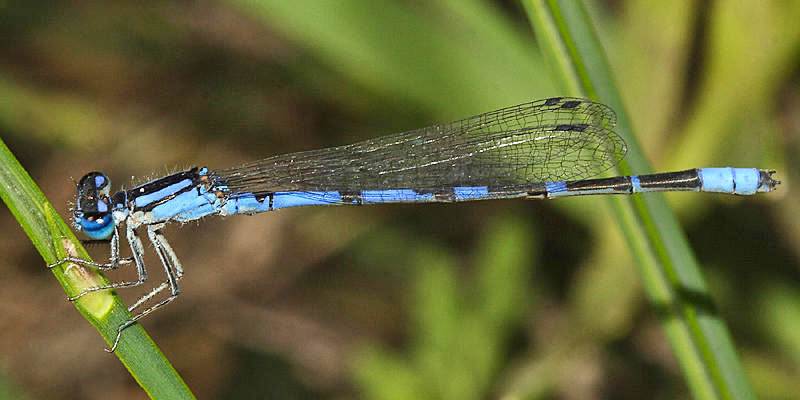 Arroyo Bluet - Enallagma praevarum