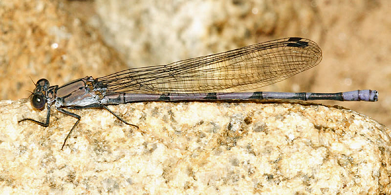 Tonto Dancer - Argia tonto (male)