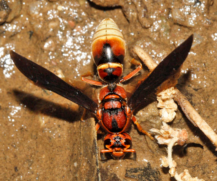 Montezumia arizonensis