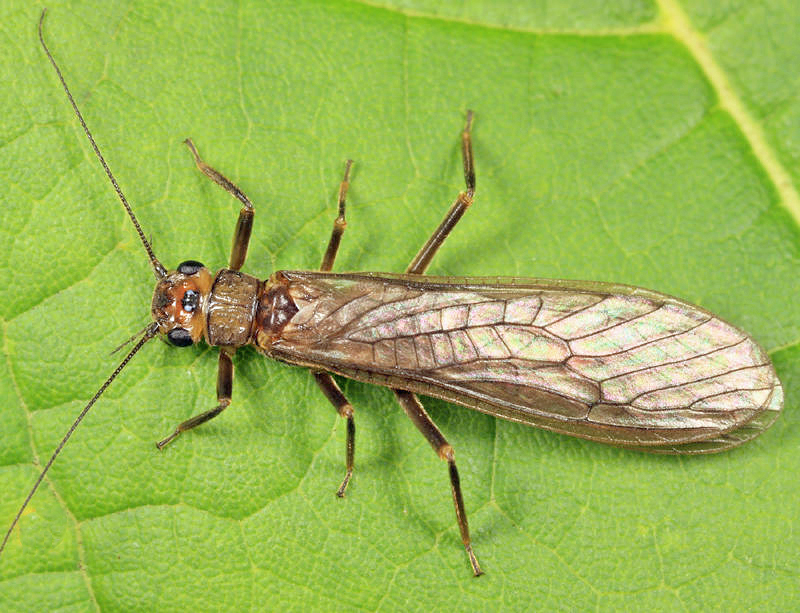 Neoperla mainensis