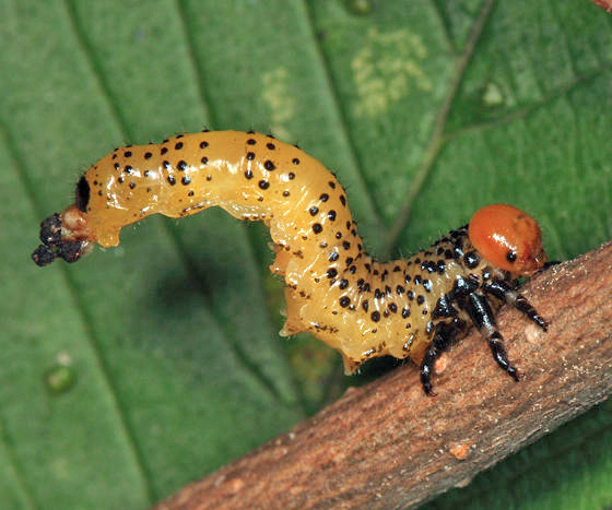 Elm Argid Sawfly - Arge scapularis