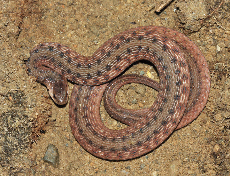 Northern Brown Snake - Storeria dekayi