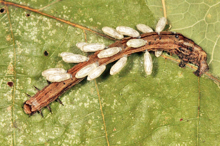 Pero sp. (with Microplitis sp. cocoons)