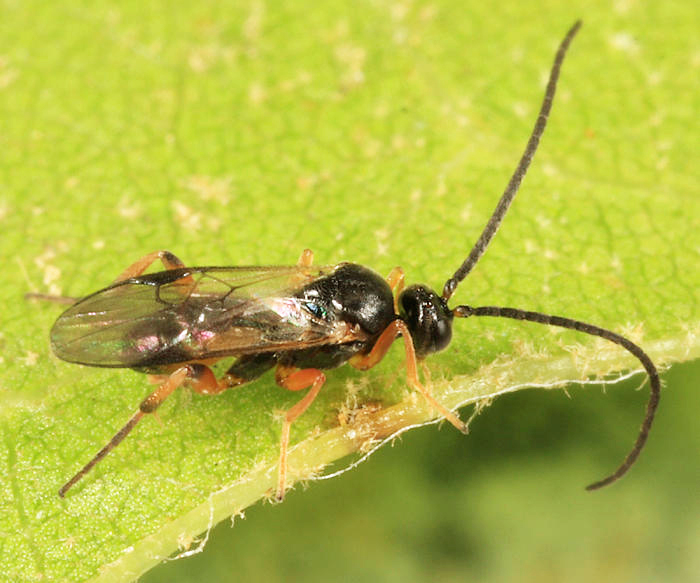 Microplitis sp.