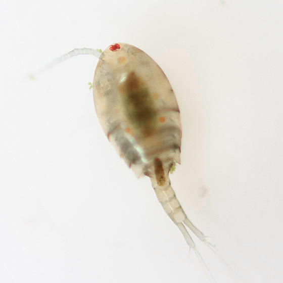 Cyclopoida - Eucyclops sp.