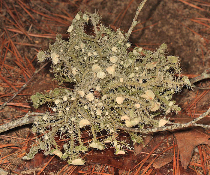 Usnea strigosa