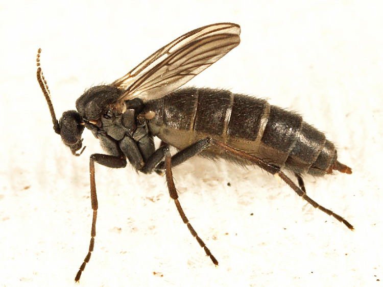 Boletina sp.