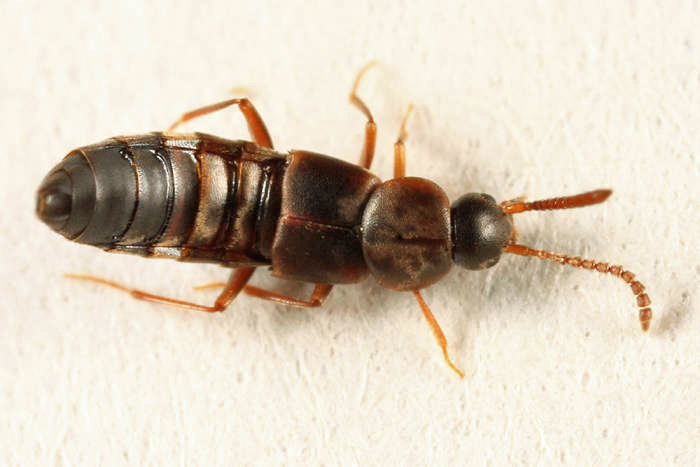Devia prospera
