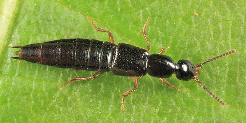 Gabrius fallaciosus