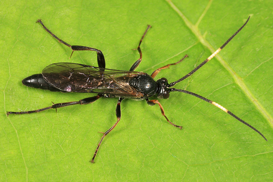 Cratichneumon viator acerbus