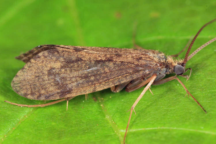 Phylocentropus placidus