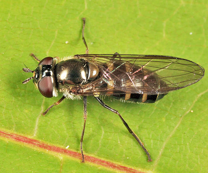 Parasyrphus sp.