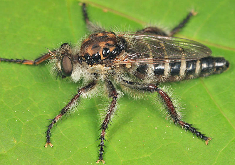 Cyrtopogon marginalis