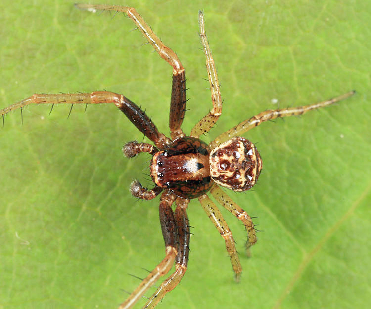 Three-banded Crab Spider - Xysticus triguttatus