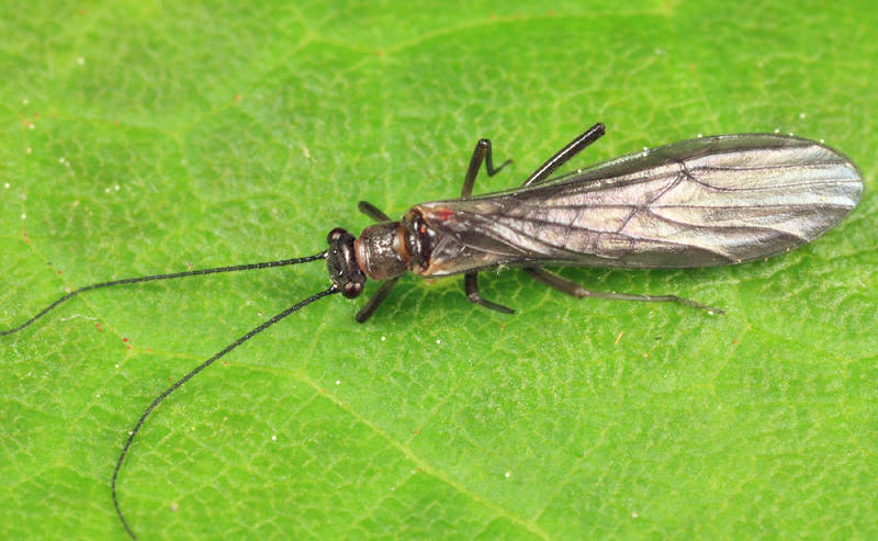 Amphinemura linda