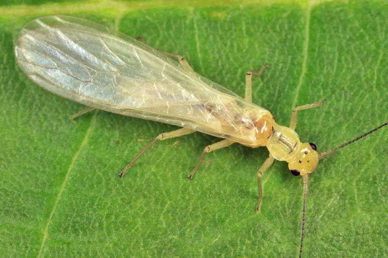 Sweltsa onkos