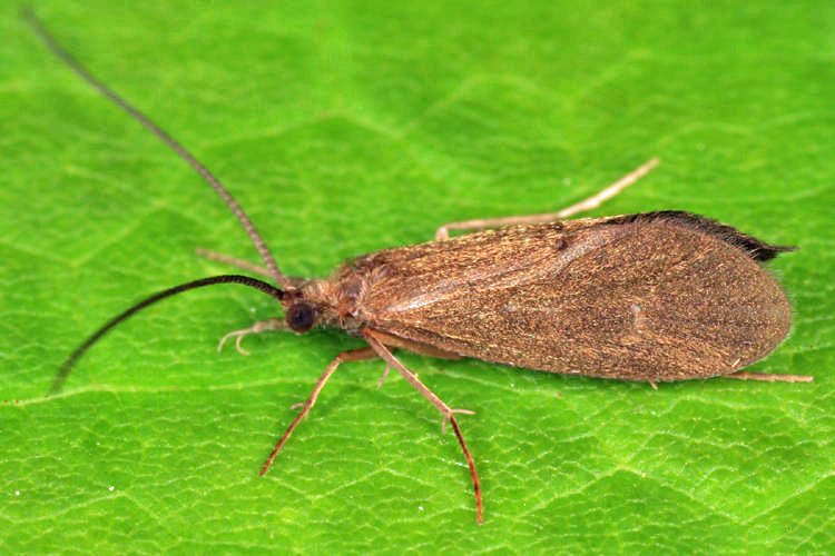 Phylocentropus lucidus