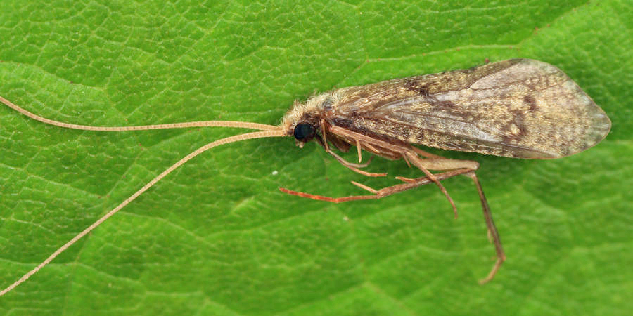 Phylocentropus carolinus