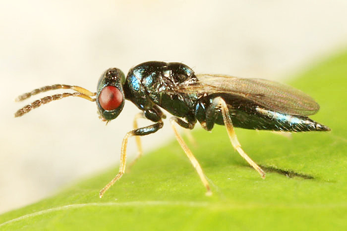 Tetrastichus sp.