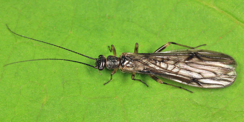 Amphinemura wui