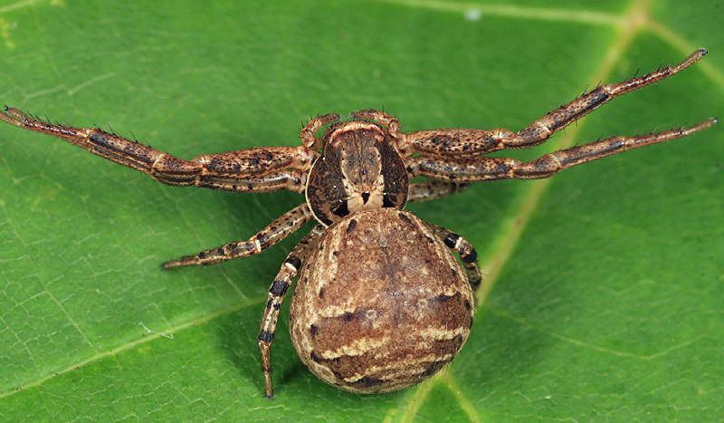 Xysticus ferox (fremale)