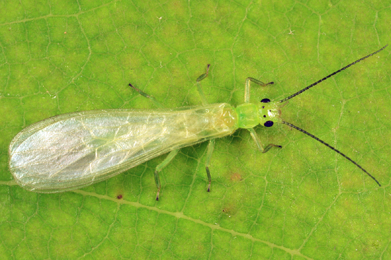 Haploperla brevis