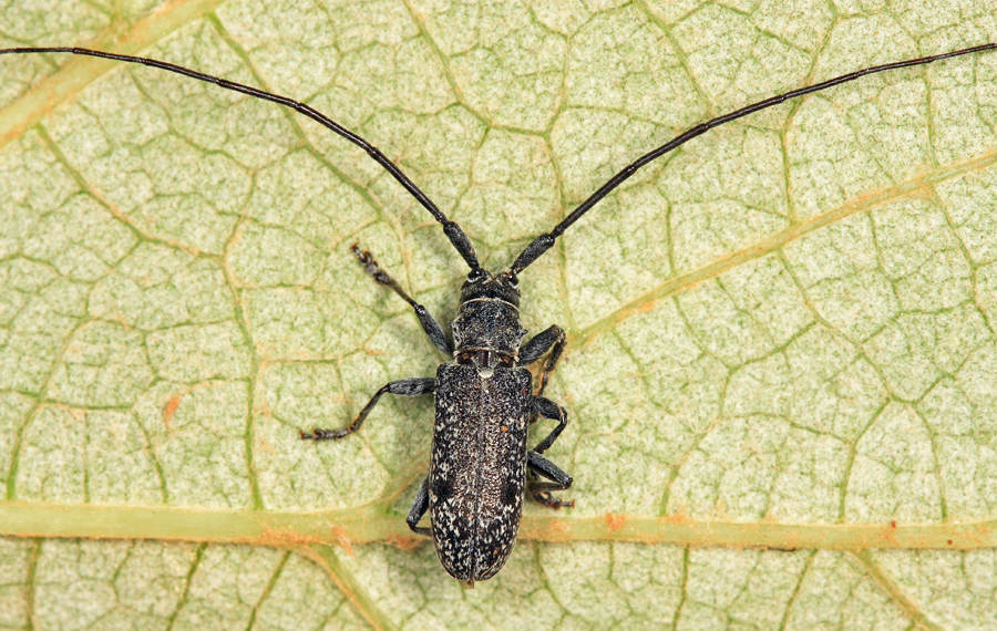 Microgoes oculatus