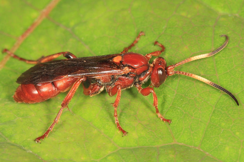 Spilichneumon sp.