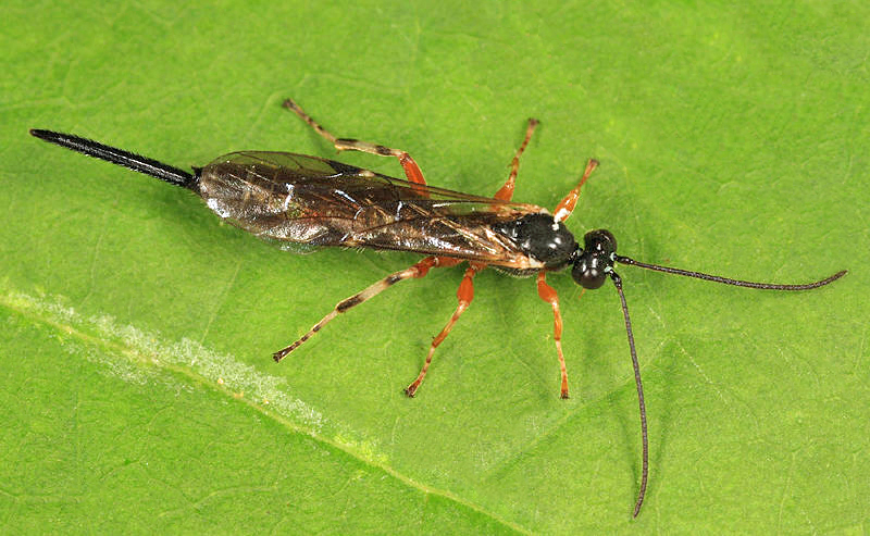 Endromopoda producta