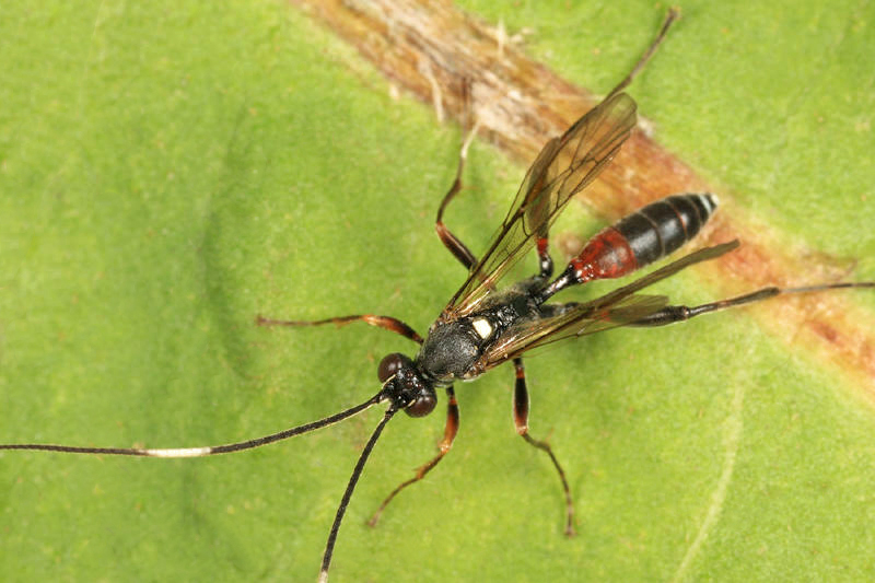 Asthenolabus scutellatus