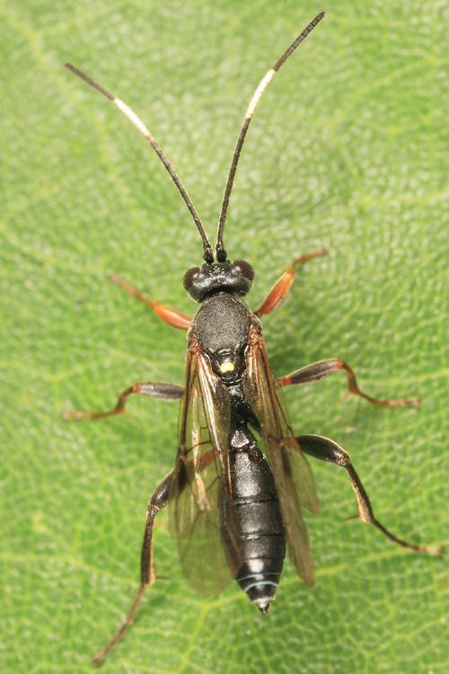 Platylabus opaculus americanus