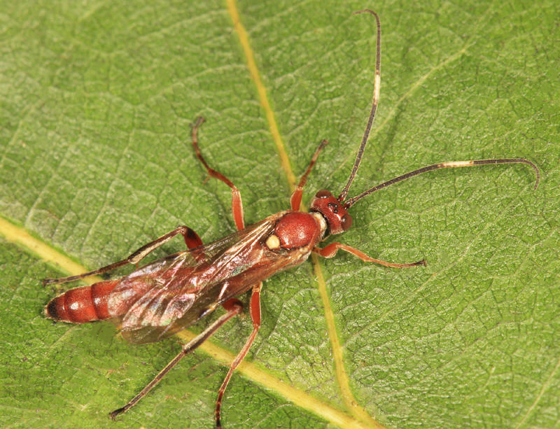 Rubicundiella mucronata