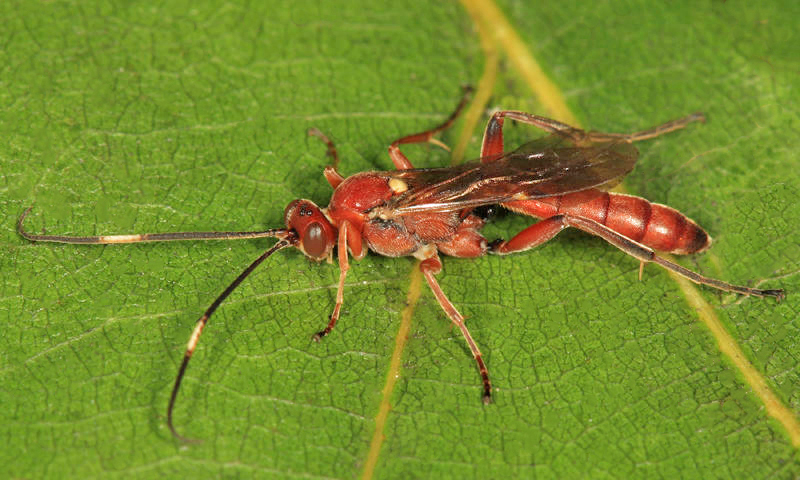 Rubicundiella mucronata