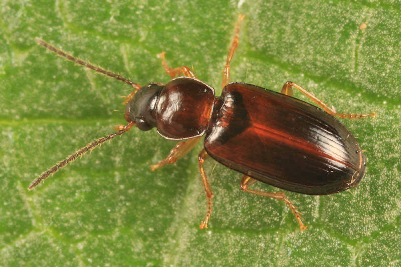 Bradycellus nigriceps