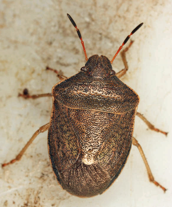 Holcostethus limbolarius